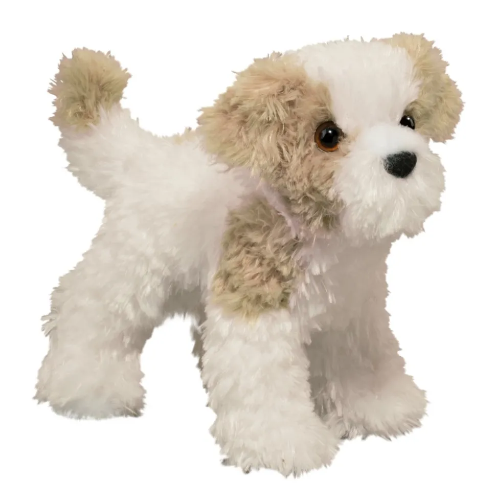 Jolly Maltipoo