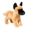 Klaus Belgian Malinois