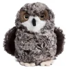Shrill Saw-Whet Owl