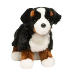 Stevie Bernese Mountain Dog