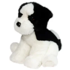 Teefer Shih Tzu